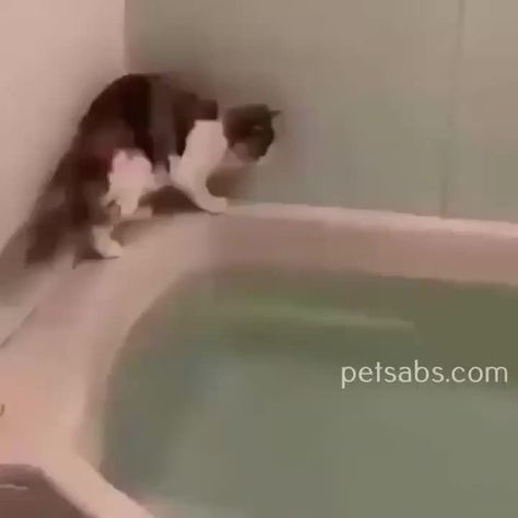 - #picturesofbabyanimals - ... Cat In Bathtub, Baby Animal Videos, Chat Kawaii, Cat Jokes, Funny Cats And Dogs, Funny Animal Memes, Animal Jokes, Funny Cat Videos, Kitty Cats