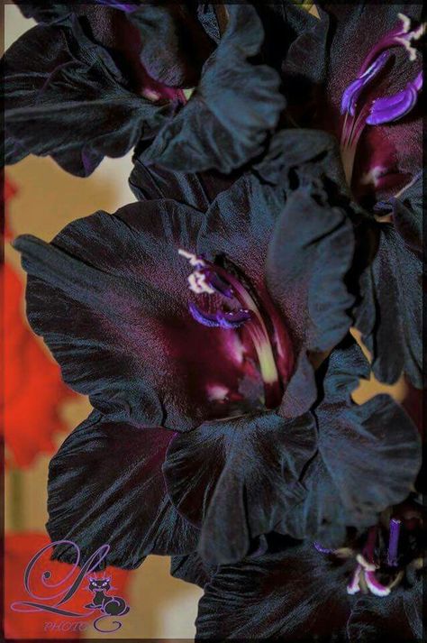 Black Gladiolus, Goth Garden, Gladiolus Flower, Gothic Garden, Gladioli, August Birthday, Birthday Flower, Black Garden, Dark Flowers