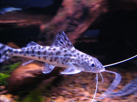 <span class="caption_text">Pictus Catfish</span> Pictus Catfish, Glass Catfish, Aquarium Catfish, Blue Catfish, Channel Catfish, Amazing Aquariums, Catfish Fishing, Nature Aquarium, Freshwater Aquarium Fish