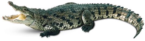 Crocodile Facts, Crocodile Tattoo, Crocodile Animal, Saltwater Crocodile, American Alligator, Crocodile Skin, Crocodiles, Reptiles And Amphibians, Large Animals