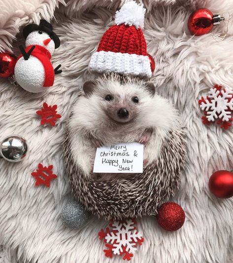 Hedgehog Christmas, Digital Greeting Cards, Cute Hedgehog, Postcard Design, Tiny Treasures, Hamsters, Merry Christmas And Happy New Year, Santa Hat, Happy Holidays