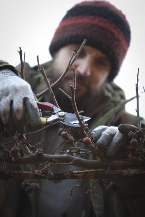 Espalier Trees, Landscaping 101, Pleached Trees, Row Of Trees, Espalier Fruit Trees, Garden Diary, Potager Garden, Garden Shrubs, Gardening 101