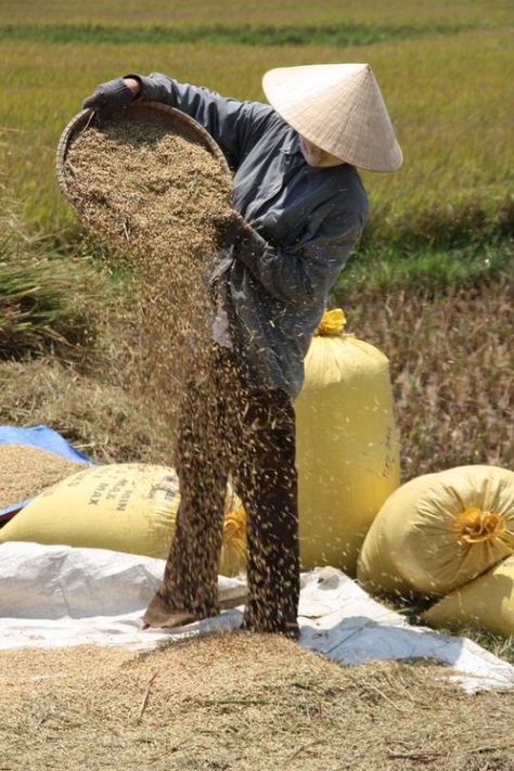 Danang Vietnam, Asia Continent, Beautiful Vietnam, Bali Lombok, Vietnam Tours, Rice Fields, Halong Bay, World Photography, Village Life