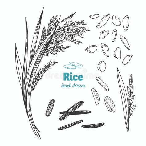 Straw Illustration, Chinese Sticky Rice, Sweet Sticky Rice, Chinese New Year Food, Rice Packaging, Thai Rice, Mango Sticky Rice, Traditional Dishes, Illustration Creative