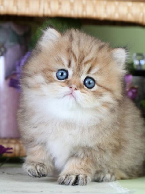 Love! Teacup Kittens For Sale, Teacup Persian Kittens, Teacup Kitten, Cute Fluffy Kittens, Teacup Cats, Kittens For Sale, Persian Kittens, Fluffy Kittens, Kittens And Puppies