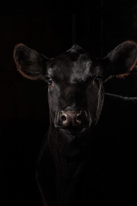 Daily Dose - December 17, 2015 - Low Key Angus Heifer Cow  2015©Barbara O'Brien Photography Angus Cow Painting, Stock Aesthetic, Swimming Senior Pictures, Agriculture Photography, Show Cows, Cow Photography, Bull Painting, Heifer Cow, Black Hd Wallpaper