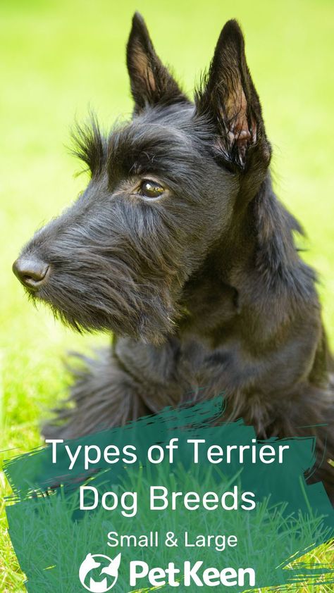 Patterdale Terrier, Terrier Breeds, Terrier Mix Dogs, Dog Costume, Small Dog Breeds, Terrier Dog, Terrier Dogs, Large Animals, High Energy