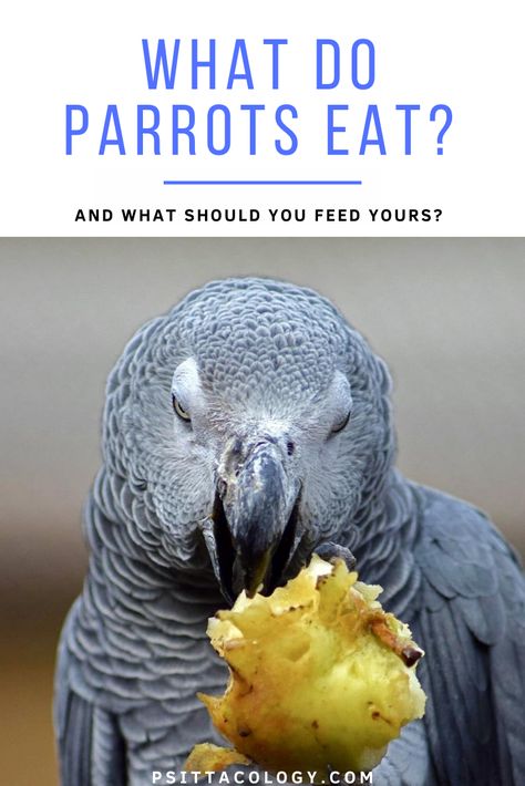 A balanced, varied diet is important for all pets. Parrots are no different and the many myths out there about their diets are the cause of many health issues. So what do parrots eat? Let’s have a look at parrot diet in the wild and what you should feed your domestic feathered friend to keep it happy and healthy. What do parrots eat in the wild? Parrot Chop Recipes, Parrot Playground, Parrot Chop, Sun Conures, Parrot Care, Parrot Diet, Parrot Food, Talking Parrots, Amazon Parrot