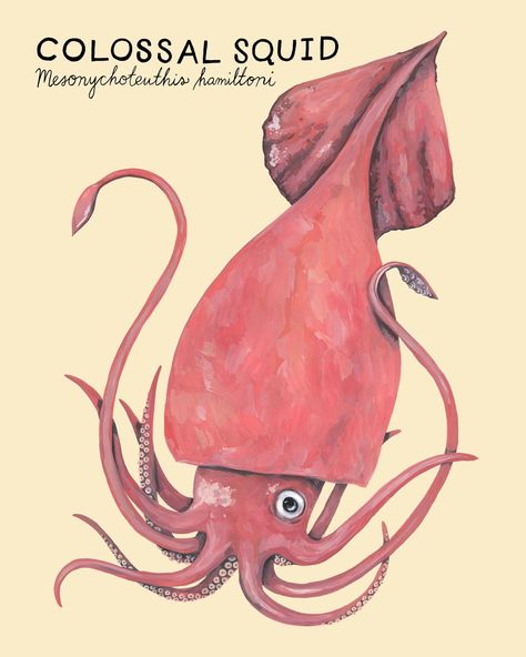 Colossal Squid by Kelsey Oseid Kelsey Oseid, Squid Illustration, Bio Project, Colossal Squid, Sushi Logo, Ocean Stuff, Ocean Illustration, Art Test, Giant Squid