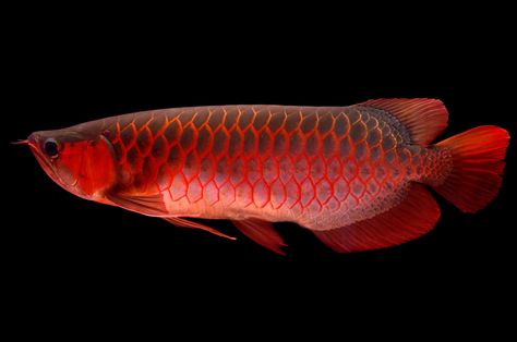 Fish Diet, Arowana Fish, Tropical Fish Aquarium, Tropical Freshwater Fish, Dragon Fish, Monster Fishing, Animal Groups, Pet Fish, Exotic Fish