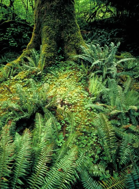 Verdant forest floor with moss and fern fronds in the rainforest at the foot of the Olympic Mountains of Washington state. Oregon Forest, Fern Forest, Olympic Mountains, Forest Plants, Temperate Rainforest, The Rainforest, Forest Floor, Pretty Plants, Enchanted Forest