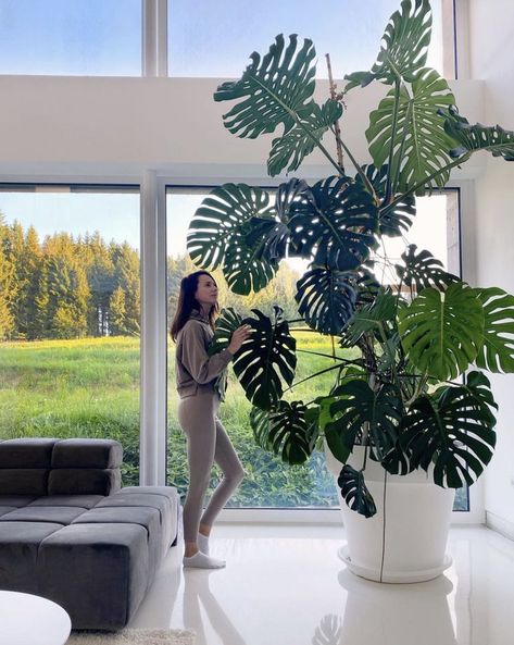 Happy #monsteramonday 💚 Monstera Deliciosa Indoor, Huge Houses, Home Greenhouse, Swiss Cheese Plant, Inside Plants, Big Plants, Houseplants Indoor, Plant Aesthetic, Monstera Plant