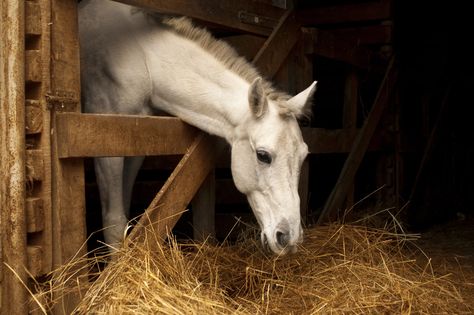 Horses Background, White Horse Whisky, White Horse Taylor Swift, Horse Eating, White Horse Photography, White Horse Painting, Horse Background, Horse Info, Horse Wallpaper