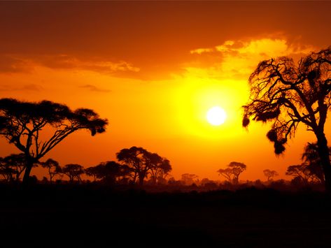 Free Travel Backgrounds for Zoom and Microsoft Teams – Avenue Two Travel Savanna Biome, Grassland Biome, African Sunset, Hand Painted Candles, Nature Architecture, Wildlife Safari, Mombasa, Biome, Sunset Art