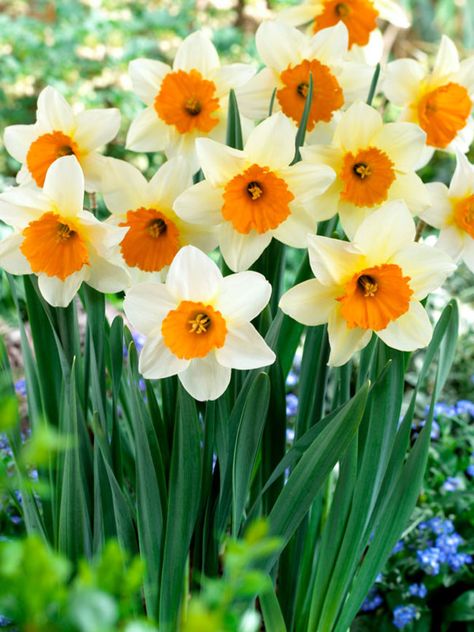 Daffodil Sempre Avanti Value Pack -- Bluestone Perennials Daffodils Planting, Deer Resistant Flowers, Ocean Magic, Orange Cups, Daffodil Bulbs, White Petals, Spring Bulbs, Tangerine Orange, Fall Plants