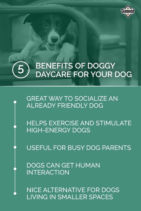 Dog Daycare Business Plan, Doggie Daycare Ideas, Doggy Daycare Ideas, Dog Daycare Ideas, Doggy Daycare Business, Dog Daycare Design, Kennel Business, Dog Boarding Ideas, Dog Daycare Business