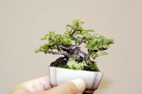 Mame, or miniature bonsai, could well have more of a place in small houses or flats than the larger forms, as they are much shorter and more compact. Bonsai Mame, Bonsai Tree Types, Bonsai Tree Care, Bonsai Care, Bonsai Techniques, Mame Bonsai, Indoor Bonsai Tree, Guide To, Bonsai Styles