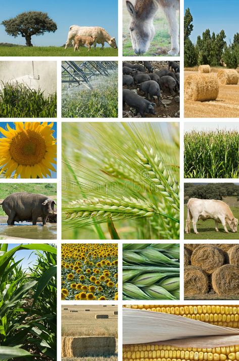 Agriculture and animal husbandry. Collage with pictures about agriculture and an , #AFF, #husbandry, #animal, #Agriculture, #agriculture, #pictures #ad Agriculture Pictures, Agriculture Photography, Agriculture Photos, Emerging Markets, Agriculture Projects, Natural Farming, Country Things, Livestock Farming, Animal Husbandry