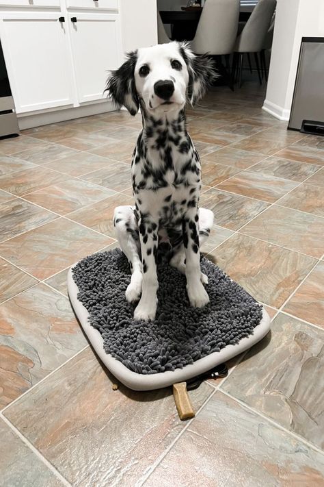 Fluffy Dalmatian Puppy, Long Haired Dalmatian Puppy, Long Coat Dalmatian, Fluffy Dalmatian, Long Haired Dalmatian, The 101 Dalmatians, Athletic Dogs, Dream Pet, Snuffle Mat