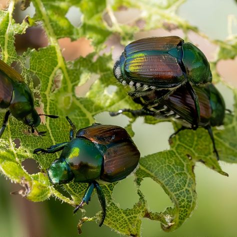 Beetle Larvae, Growing Catnip, Japanese Beetle, Catnip Plant, Russian Sage, Natural Repellent, Japanese Beetles, Home Garden Plants, Perennial Herbs