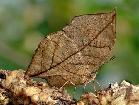 A leaf butterfly. The ultimate in camouflage. Butterfly Camouflage, Butterfly Leaf Table, Leaf Butterfly, Spider Legs, Moth Caterpillar, Cool Bugs, Big Photo, Butterfly Pictures, Butterfly Garden