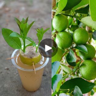 Lemon Plant From Seeds, Lemon Seeds In A Cup Grow, How To Grow A Lemon Tree From Seed, Grow Lemon Tree, Can You Grow A Lemon Tree From Seeds, Grow Lemon, Grafting Fruit Trees, Grape Tree, Lemon Plant