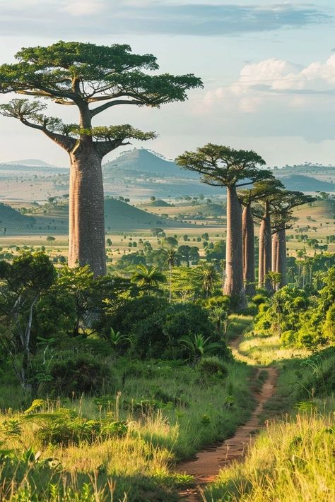 "Discover Madagascar, the island of endemism! 🏝️🦎 Home to unique species and diverse ecosystems found nowhere else on Earth. 🌿🦧 #Madagascar #Endemism #Wildlife" Africa Beautiful Places, Madagascar Landscape, Madagascar Vacation, Madagascar Aesthetic, Africa Forest, Unreal Nature, Madagascar Wildlife, Madagascar Culture, Madagascar Island