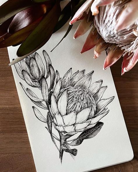 African Plant Tattoo, Protea Tattoo Black And White, Protea Tattoo Design, Australian Flower Tattoo, King Protea Tattoo, Protea Sketch, Protea Flower Tattoo, Protea Drawing, Protea Tattoo