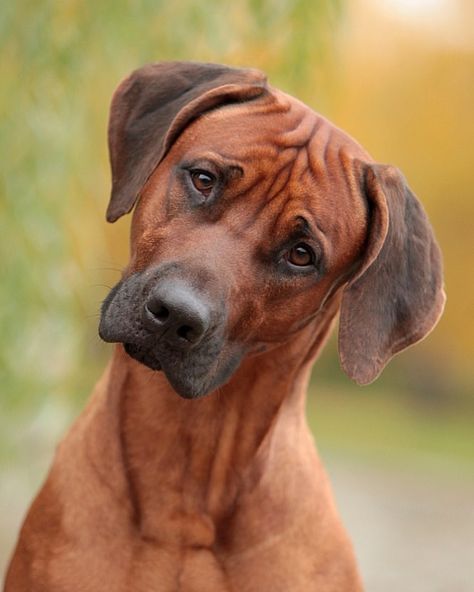 Rodisian Ridgeback, Rhodesian Ridgeback Puppies, Rhodesian Ridgeback Dog, Redbone Coonhound, Big Dog Breeds, Most Beautiful Dogs, Muscular Legs, Lion Dog, Animal Advocacy