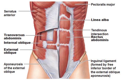 Abdominal Muscles Anatomy, Stomach Vacuum, Muscle Abdominal, Muscle Anatomy, Bottom Workout, Muscle Strain, Diastasis Recti, Abdominal Muscles, Core Muscles