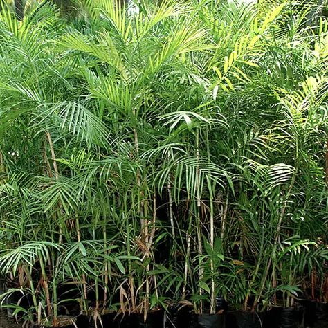 How to Grow the Bamboo Palm Tree (Chamaedorea seifrizii) Bamboo Palm Indoor, Chamaedorea Seifrizii, Best Air Purifying Plants, Florida Palm Trees, Bamboo Palm, Spanish Style Home, Palm Plant, Air Purifying Plants, Tropical Plants