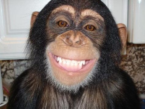 Chimp smile Animals Laughing, Monkey Smiling, Baby Chimpanzee, Laughing Animals, Regard Animal, Smiling Animals, Animal Pins, Monkey Pictures, Monkey Face