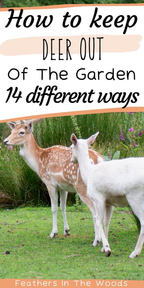 deer in garden Easy Deer Proof Garden Fence, Garden Fence Ideas To Keep Deer Out, How To Keep Deer Out Of Your Yard, Garden Design Deer Proof, Inexpensive Deer Fence, Deer Proof Flower Garden, Protect Flowers From Deer, Deer In Garden, Deer Free Garden