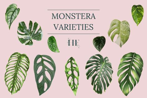 Different Types Of Monstera Plants, Different Monstera Plants, Monstera Types Chart, Monstera Plant Varieties, Small Monstera Plant, Monstera Andanosii, Types Of Monstera Plants, Monstera Types, Monstera Family