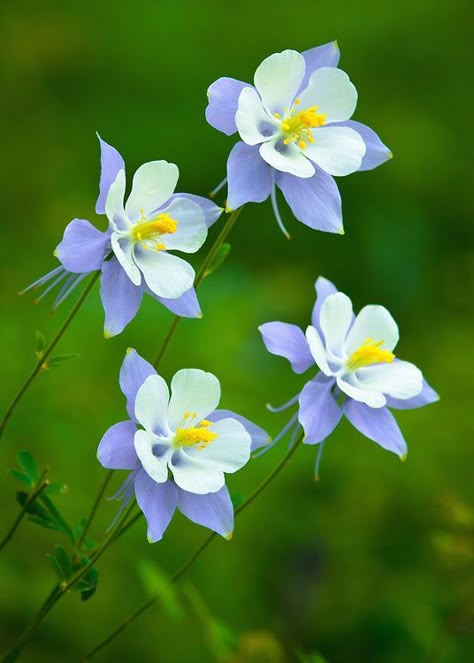 Columbine Flower, Pretty Plants, Exotic Flowers, Flower Beauty, Beautiful Blooms, Flower Photos, Flowers Nature, Flower Pictures, Rocky Mountain