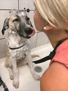 Dog Bath Aesthetic, Animal Caretaker Aesthetic, Pet Grooming Aesthetic, Dog Business Aesthetic, Working With Dogs Aesthetic, Dog Daycare Aesthetic, Pet Groomer Aesthetic, Groomer Aesthetic, Dog Grooming Aesthetic