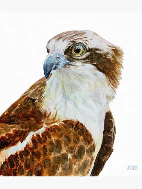 "Hand painted Watercolor of an Osprey" Framed Art Print for Sale by Bexmoony | Redbubble Osprey Bird, Watercolour Gift, Make Photo, Traditional Paintings, Bird Art, Fantastic Gifts, Traditional Art, Painting Inspiration, Art Reproductions