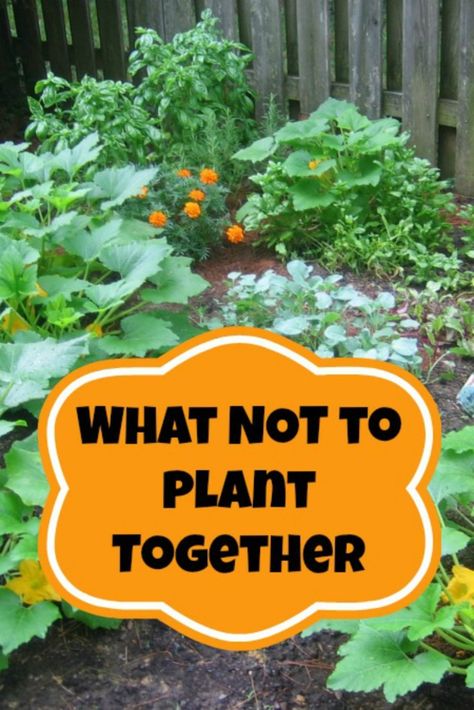 23 - Moms Need to Know - Companion Planting Tips Growing Tomatoes In Containers, Container Vegetables, Survival Gardening, Food Combining, Have Inspiration, Homestead Survival, The Secret Garden, Flowers Garden, Veggie Garden