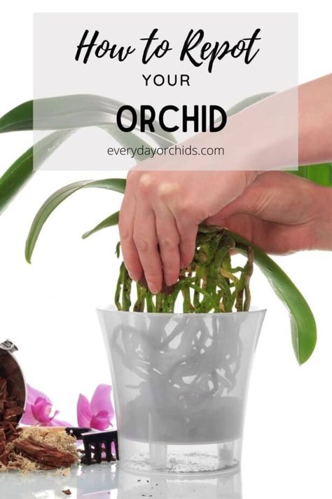 Orchid Potting Mix, Orchid Terrarium, Repotting Orchids, Indoor Orchids, Orchid Plant Care, Orchid Roots, Orchid Leaves, Orchid Planters, Types Of Orchids