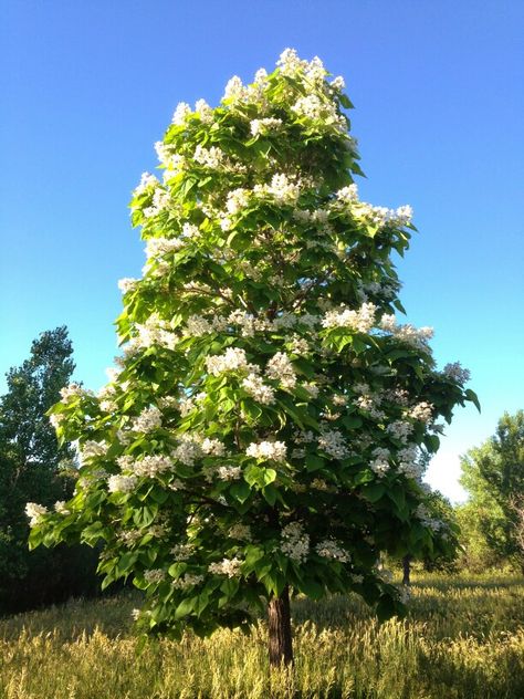 Catalpa tree