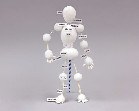 Bone Project Ideas, 3d Skeleton Project, Skeletal System Project High School, Skeleton Model Project How To Make, Skeleton Science Project, Skeletal System Activities For Kids, Skeletal System Project, Elementary Bones Lesson, Bones Of The Body