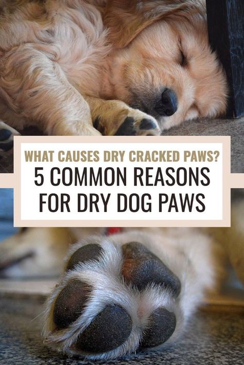 Do you know why your dog is getting dry cracked paw pads? By knowing the common red flags and signs of dry dog paws, you can catch signs early and help your pup get a speedy recovery. Don't miss our top tips! How To Soften Dog Paw Pads, Dog Pads Care Diy, Dog Paw Remedies, Dry Dog Paws, Dog Paw Care, Holistic Dog Care, Dog Paw Pads, Dog Skin Care, Paw Care