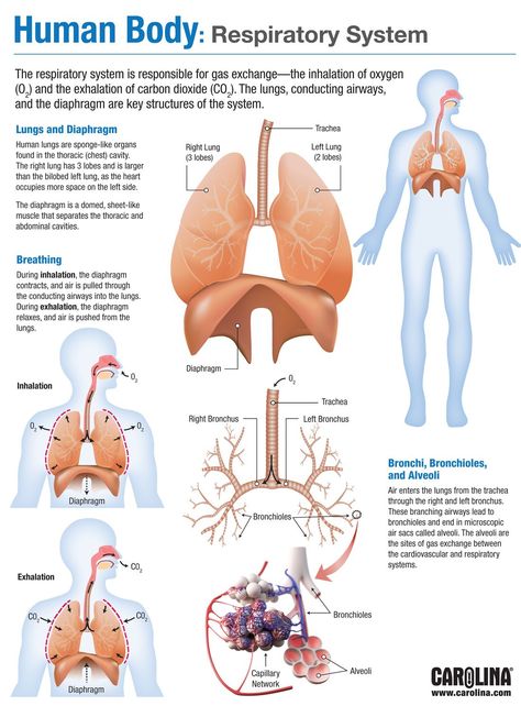 Respiratory System Infographic, 11 Body Systems, Respitory System Notes, Respritory System, Respiratory System Diagram, Memes Nursing, Respiratory System Anatomy, Nursing Pictures, Human Respiratory System