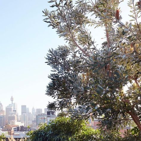 DangarBarinSmith on Instagram: "PLANT FOCUS. Banksia's add a uniquely and iconic Australian feel to any landscape, especially when they are in bloom. Their textured and sculptural canopy creates a natural habitat for birds. The silvery undertones of the Banksia integrifolia make these one of our favourite native trees.   Photography: @prueruscoe" Townhouse Courtyard, Banksia Integrifolia, Trees Photography, Australian Native, Native Plants, In Bloom, Habitat, Trees, Birds