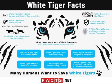 Tiger Facts For Kids, Types Of Tigers, Tiger Facts, White Tiger Cubs, Tiger Conservation, Tiger Attack, White Tigers, Tiger Love, Common Birds