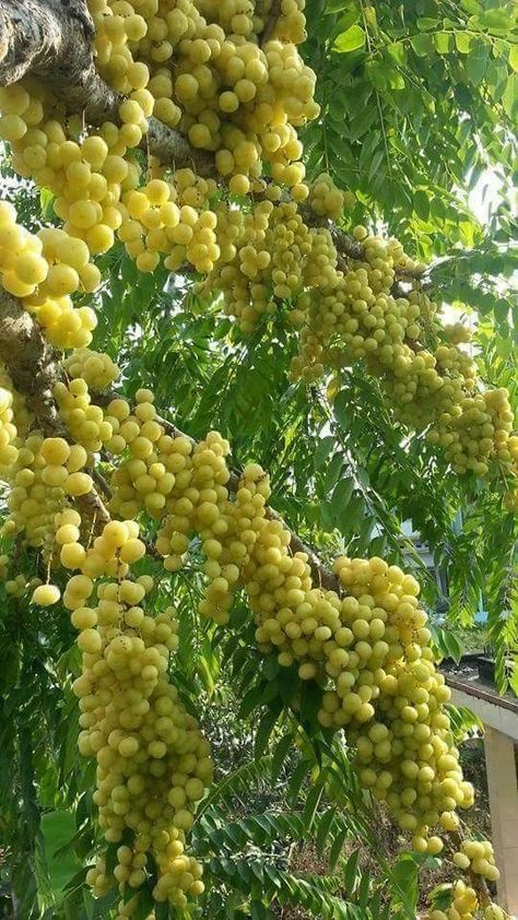 Groselha Giant Vegetable, Fruits And Vegetables Pictures, Weird Fruit, Vegetable Pictures, Fruits Photos, Fruit Photography, Growing Grapes, Beautiful Fruits, Fruit Plants