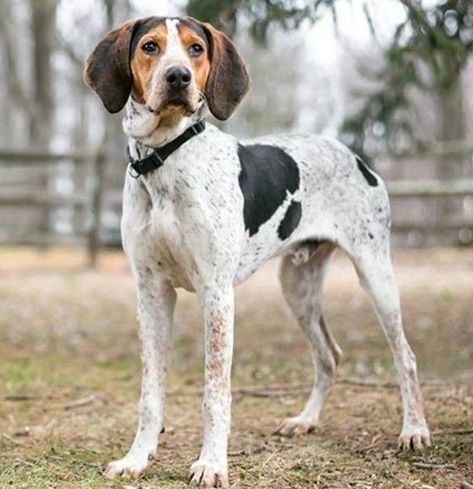 American Coonhound, Black And Tan Coonhound, Leonberger Dog, English Foxhound, English Coonhound, Walker Coonhound, Prey Animals, Best Guard Dogs, American Foxhound