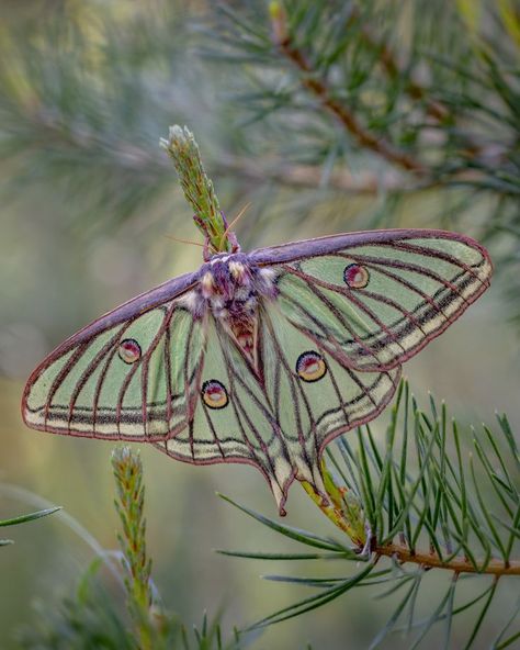 Spanish Moon Moth Tattoo, Japanese Silk Moth, Spanish Moon Moth, Green Moth, Wing Tattoos On Back, Moth Fly, Green Wallpapers, Dark Wedding Theme, Back Tats