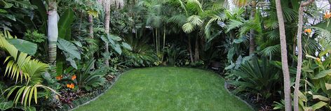 From dream to reality: An urban subtropical garden. | Zones Australian Rainforest Garden, Tropical Backyard Landscaping Zone 8, Tropical And Native Garden, Lush Tropical Garden, Monte Palace Tropical Garden, Small Tropical Gardens, Tropical Backyard Landscaping, Bali Garden, Balinese Garden