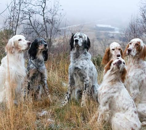 English Setter Puppies, English Setter Dogs, Dog World, English Setters, Gordon Setter, Bird Hunting, The Gentleman, English Setter, Bird Dogs